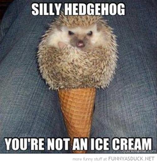 Silly Hedgehog