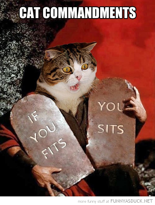 Cat Commandments