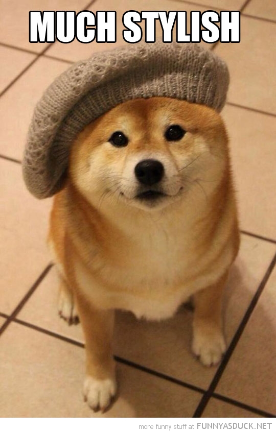 Stylish Doge