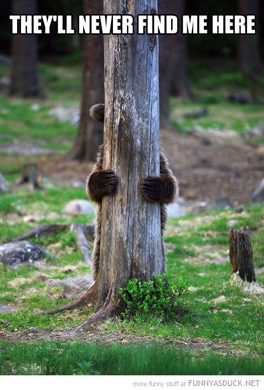 Undercover Bear