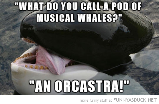 Punny Whale