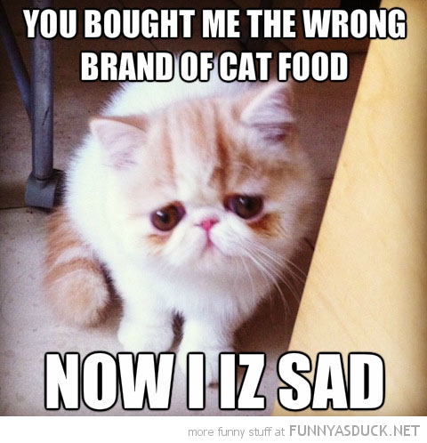 Wrong Cat Food