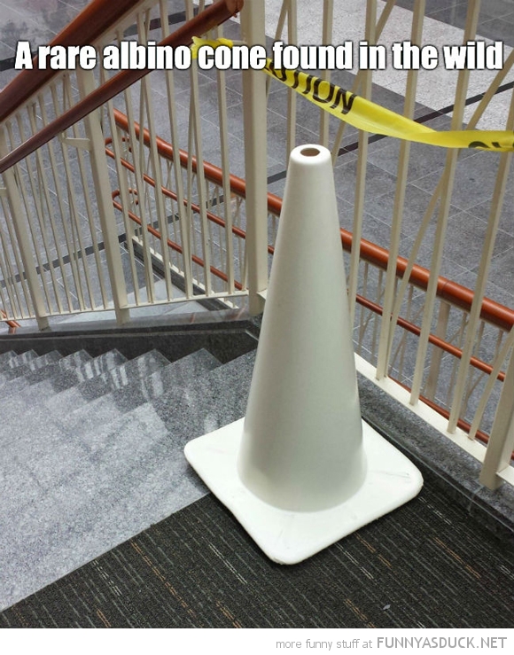 Albino Cone