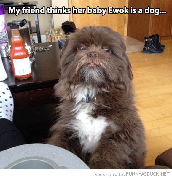 Baby Ewok