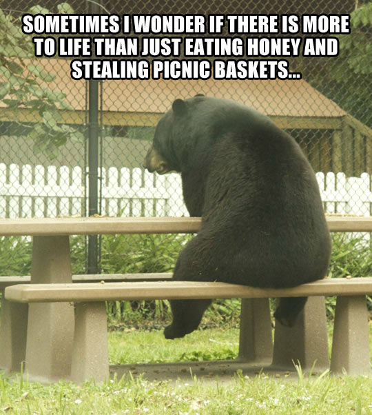 Contemplative Bear