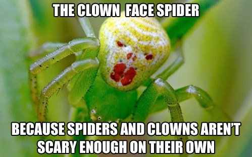 The Clown Face Spider