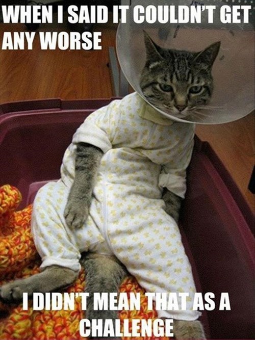 Shamed Cat