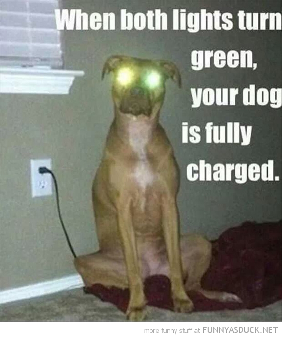 Dog Charging