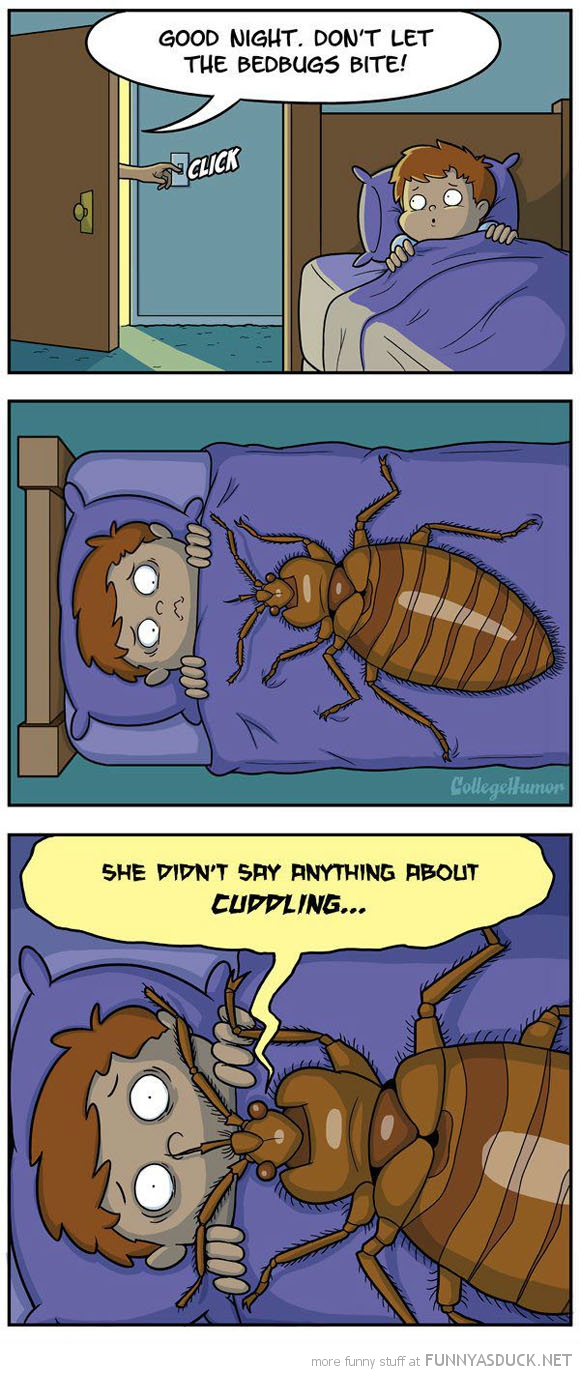 Bedbugs