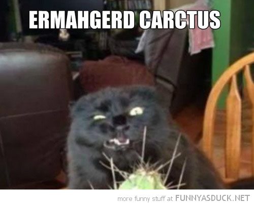 Ermahgerd Carctus