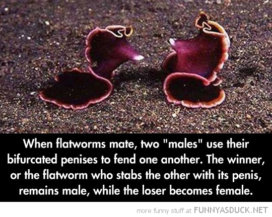 Flatworm Breeding