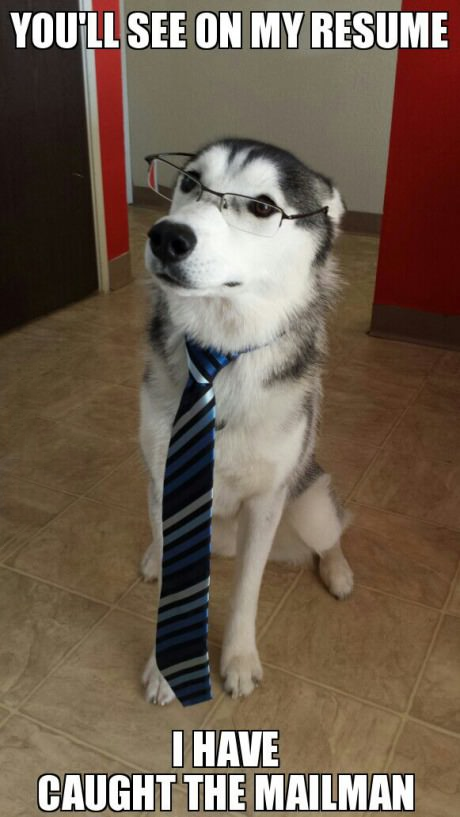 Interview Dog