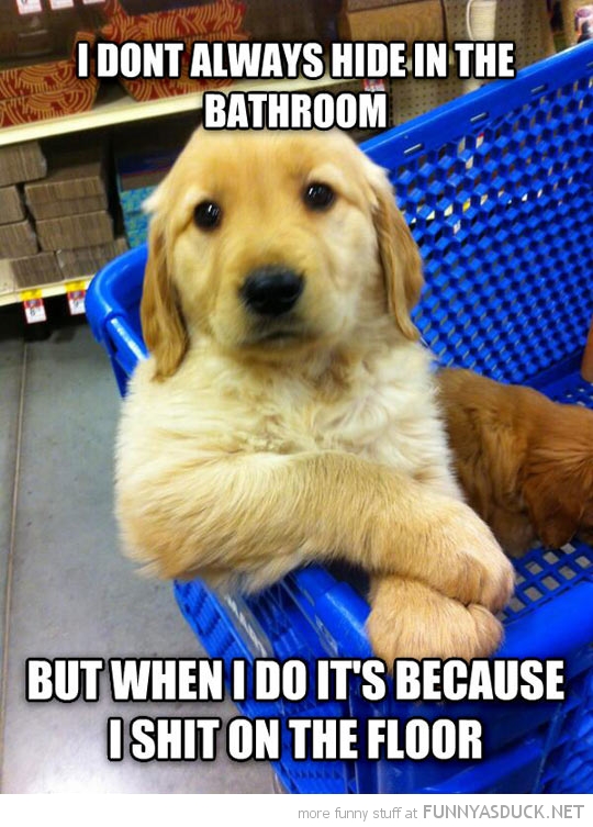 Most Interesting Dog