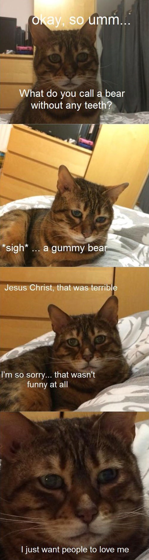 Cat Jokes