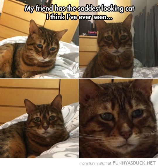 The Saddest Looking Cat