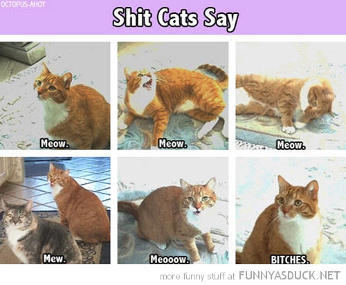 Sh*t Cats Say