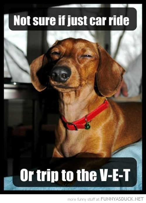 Skeptical Dog