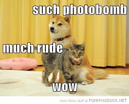 Doge Photobombed