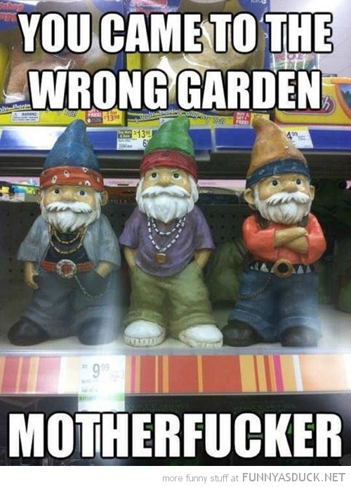 Swag Gnomes
