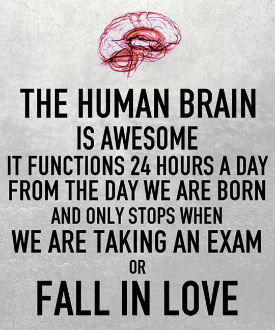 The Human Brain