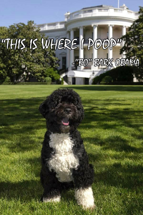 Bark Obama