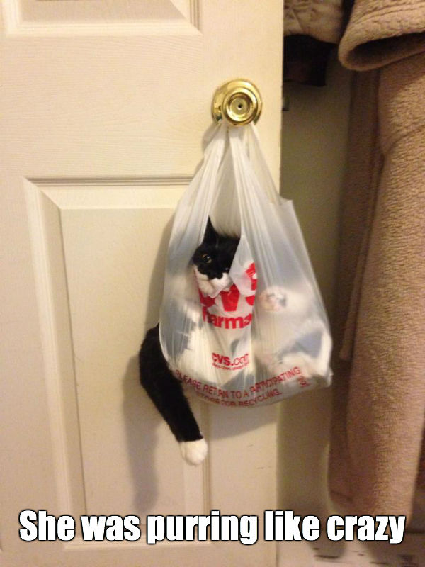 Bag Cat