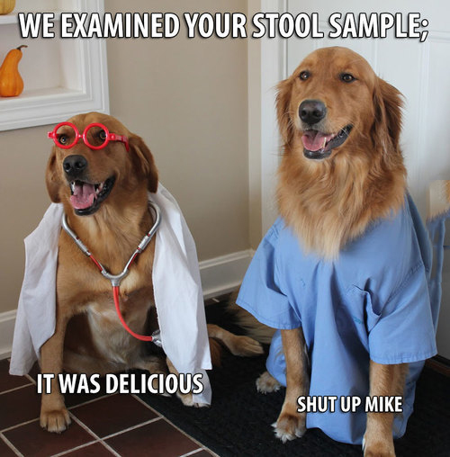 Doctor Dogs