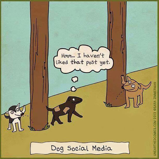 Dog Social Media