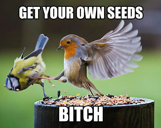 Get Your Own Seeds