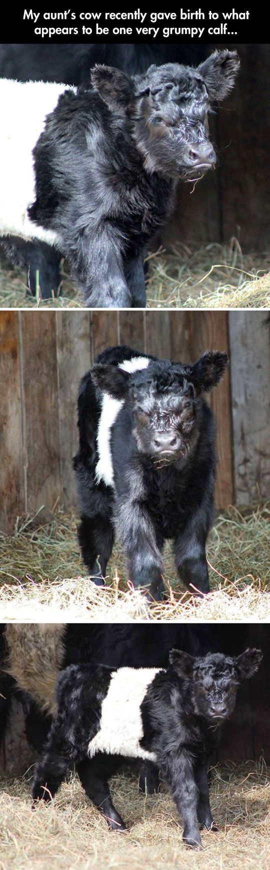 Grumpy Calf