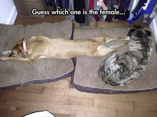 Which One's Female?