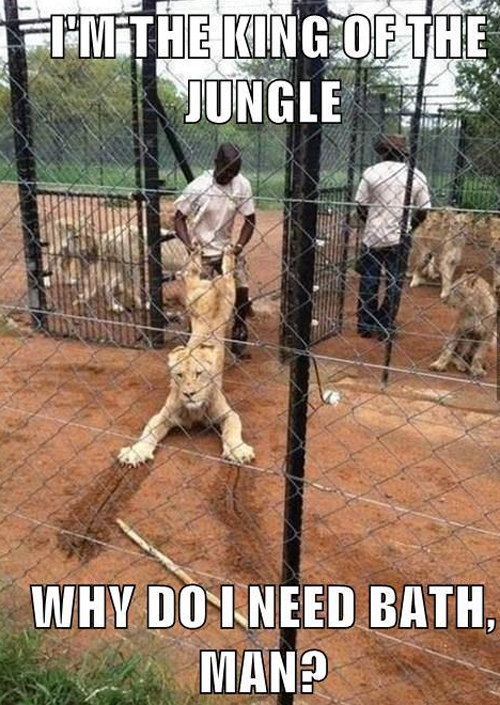 King Of The Jungle