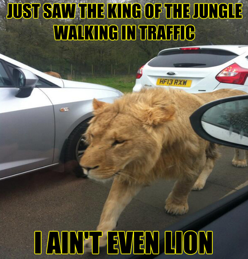 Traffic Lion