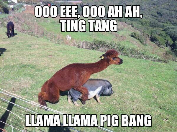 Llama Pig Bang