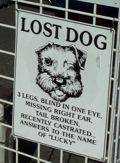 Lost Dog