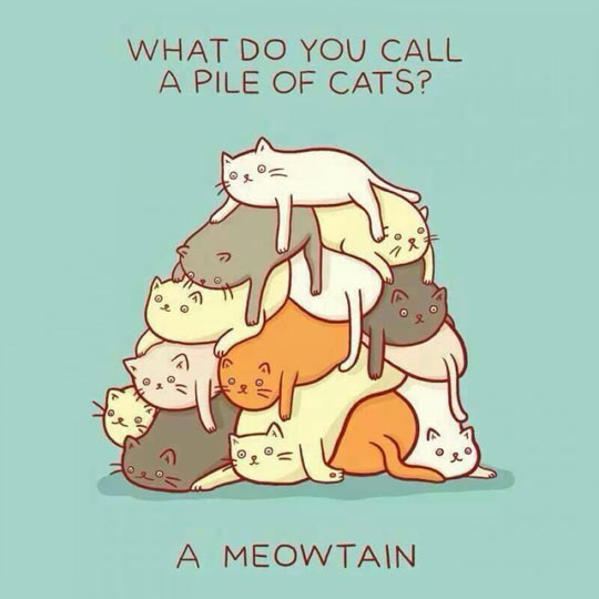 A Pile Of Cats