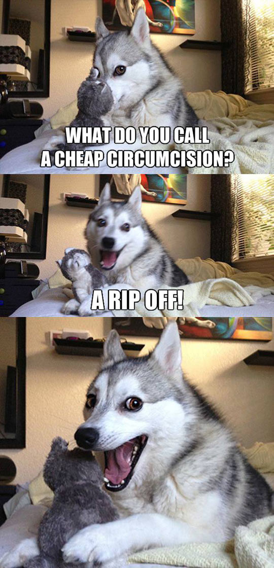 Pun Dog Returns