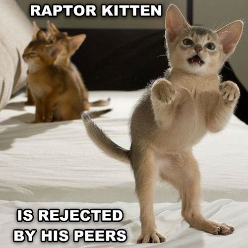 Raptor Kitten
