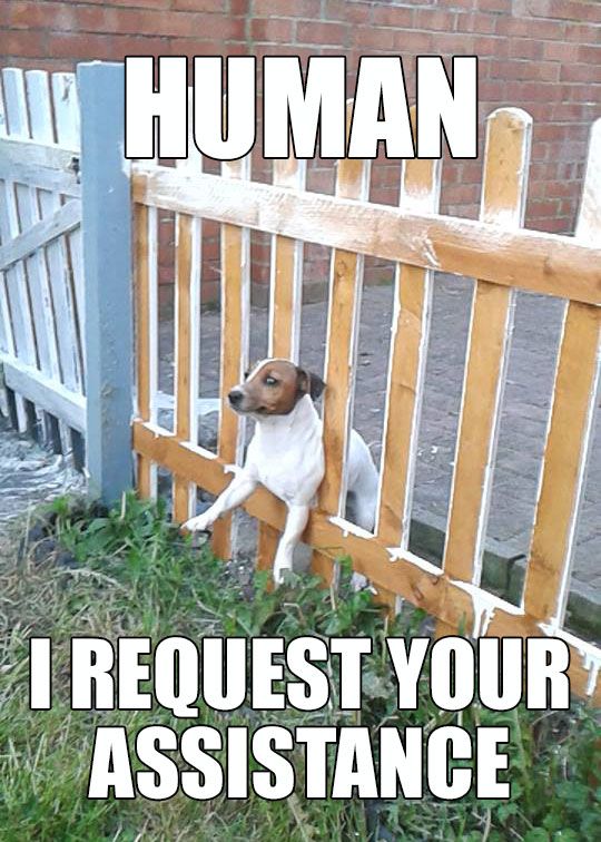 Human!