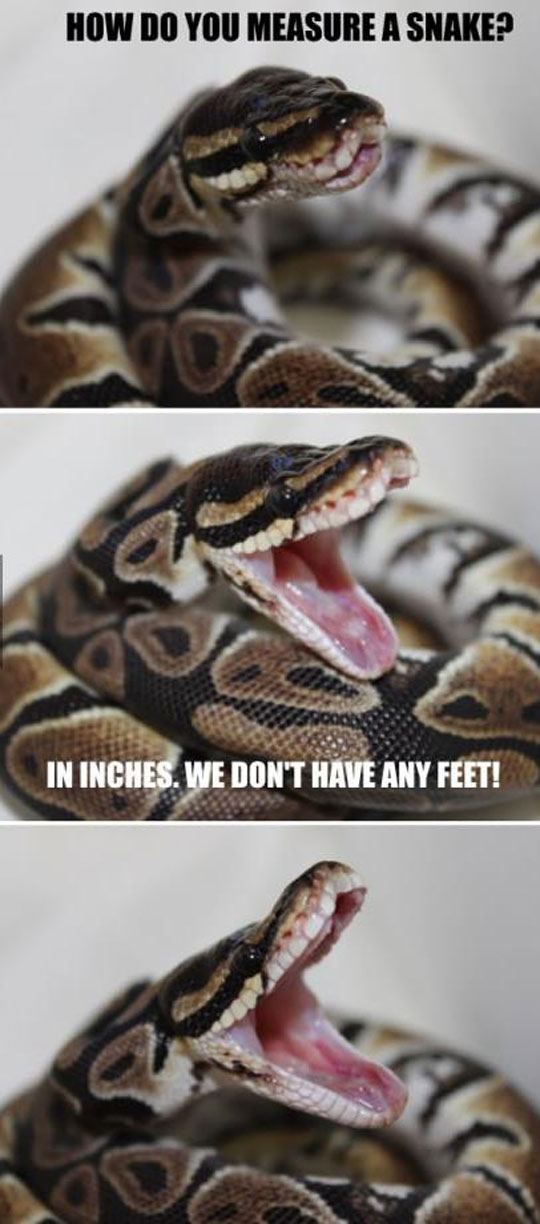 Measure A Snake