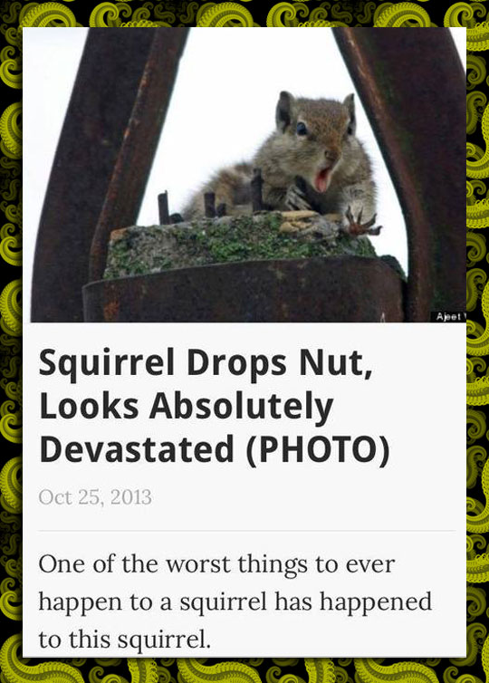 Squirrel Drops Nut
