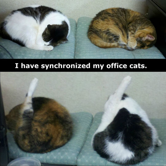 Synchronized Cats