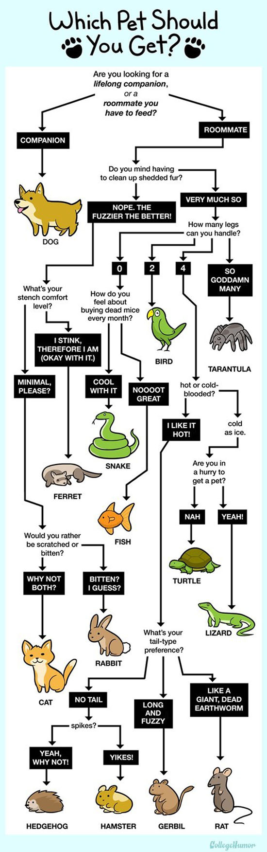 What Pet Should You Get?