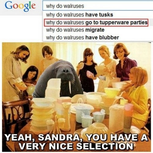 Why Do Walruses...