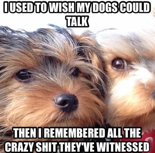 If Dogs Could Talk