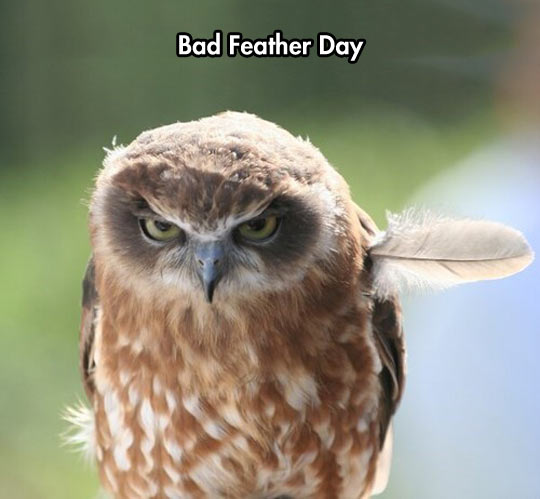 Bad Feather Day