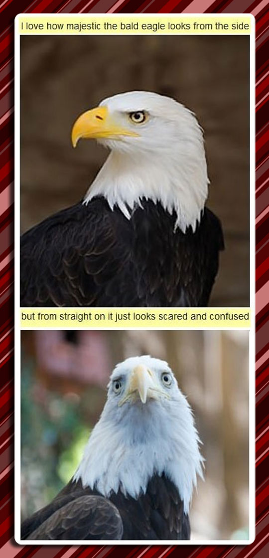 The Bald Eagle