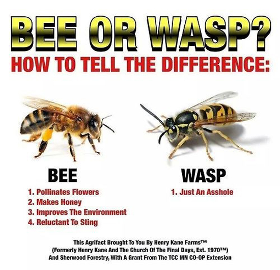 Bee Or Wasp?