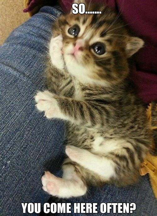 Smooth Kitten