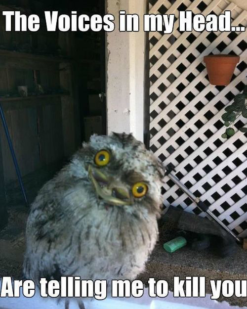 Crazy Owl